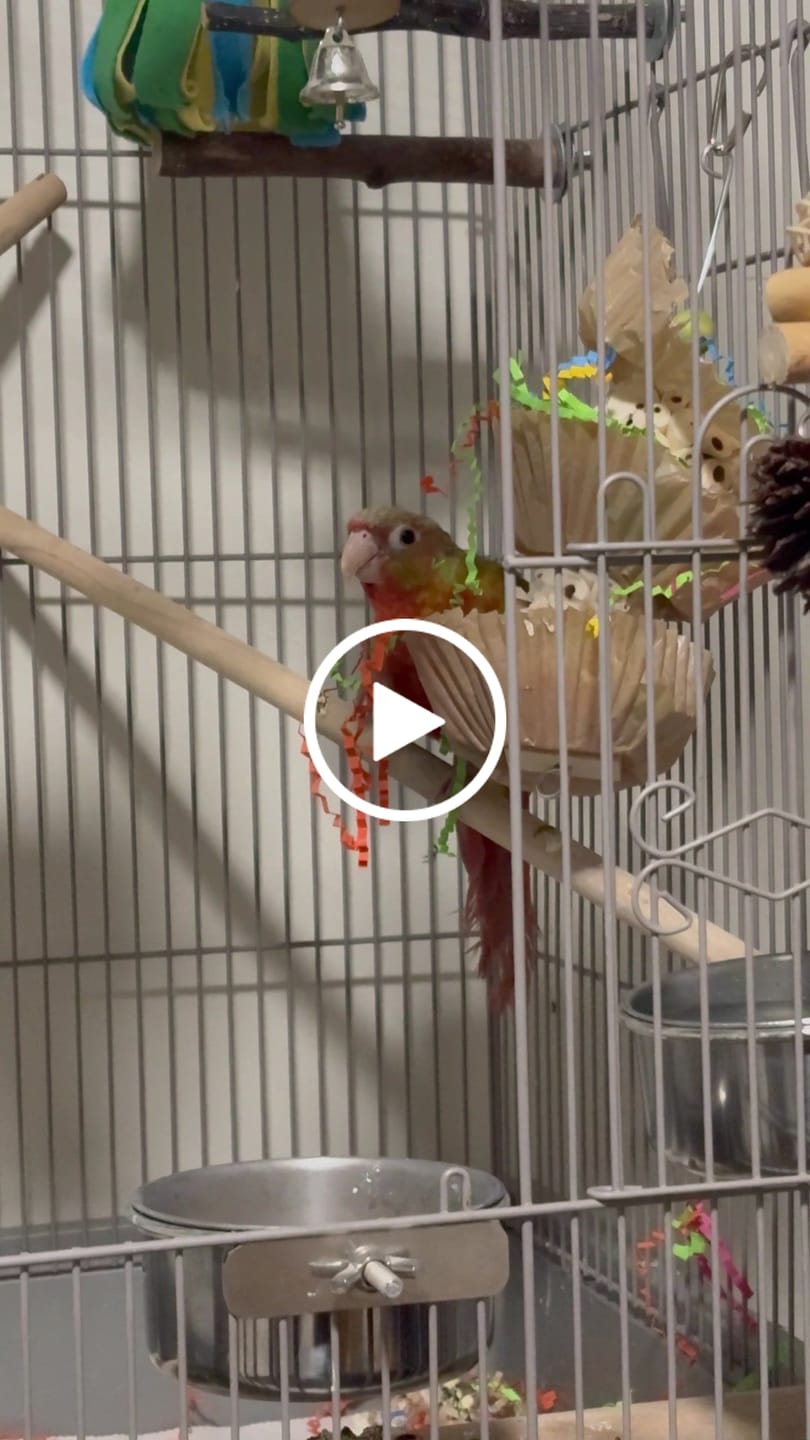 Customer video review of Triple Scoop - Cheep Thrills Bird Toys