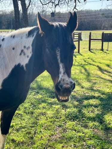 Customer photo review of Osteo-MAX & Gut X » up to 27% Savings