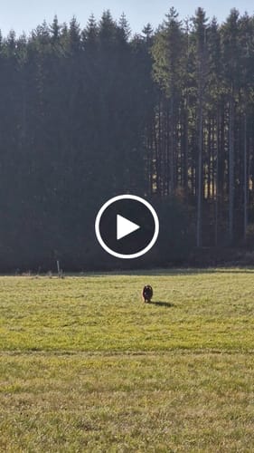 Customer video review of Active Komfort Leopard - Brett slitstarkt hundhalsband med spänne