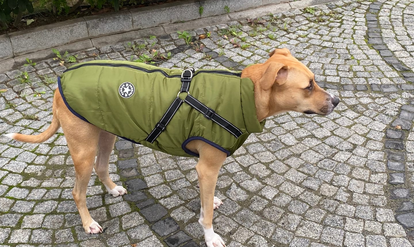 Customer photo review of Mellowpurr Su Geçirmez Köpek Montu
