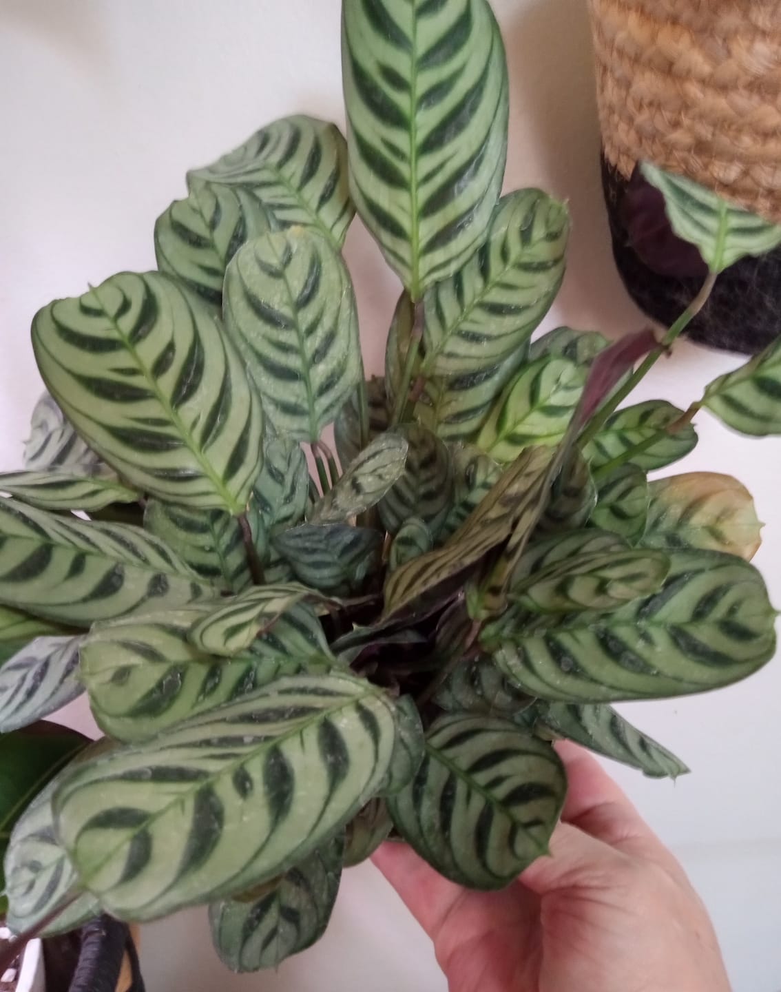 Customer photo review of Ctenanthe burle-marxii