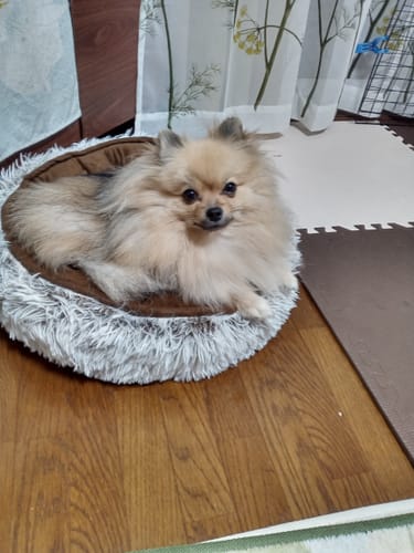 Customer photo review of FunFunPet 高機能ハーネス（お名前タグ作成サービス付き）