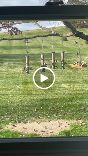 Customer video review of Fine Sunflower Hearts