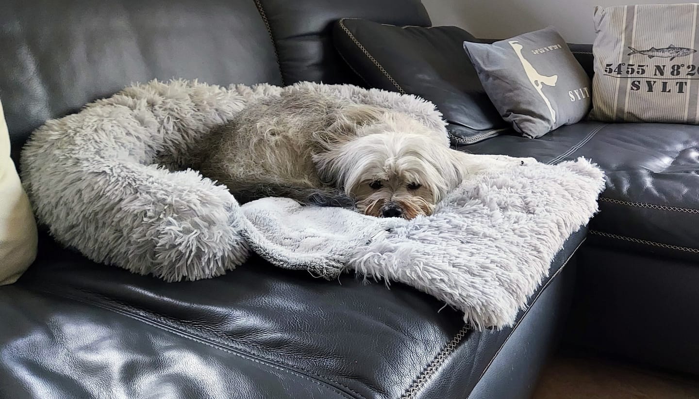 Customer photo review of Emmalove - Flauschiges Hundebett für dein Sofa