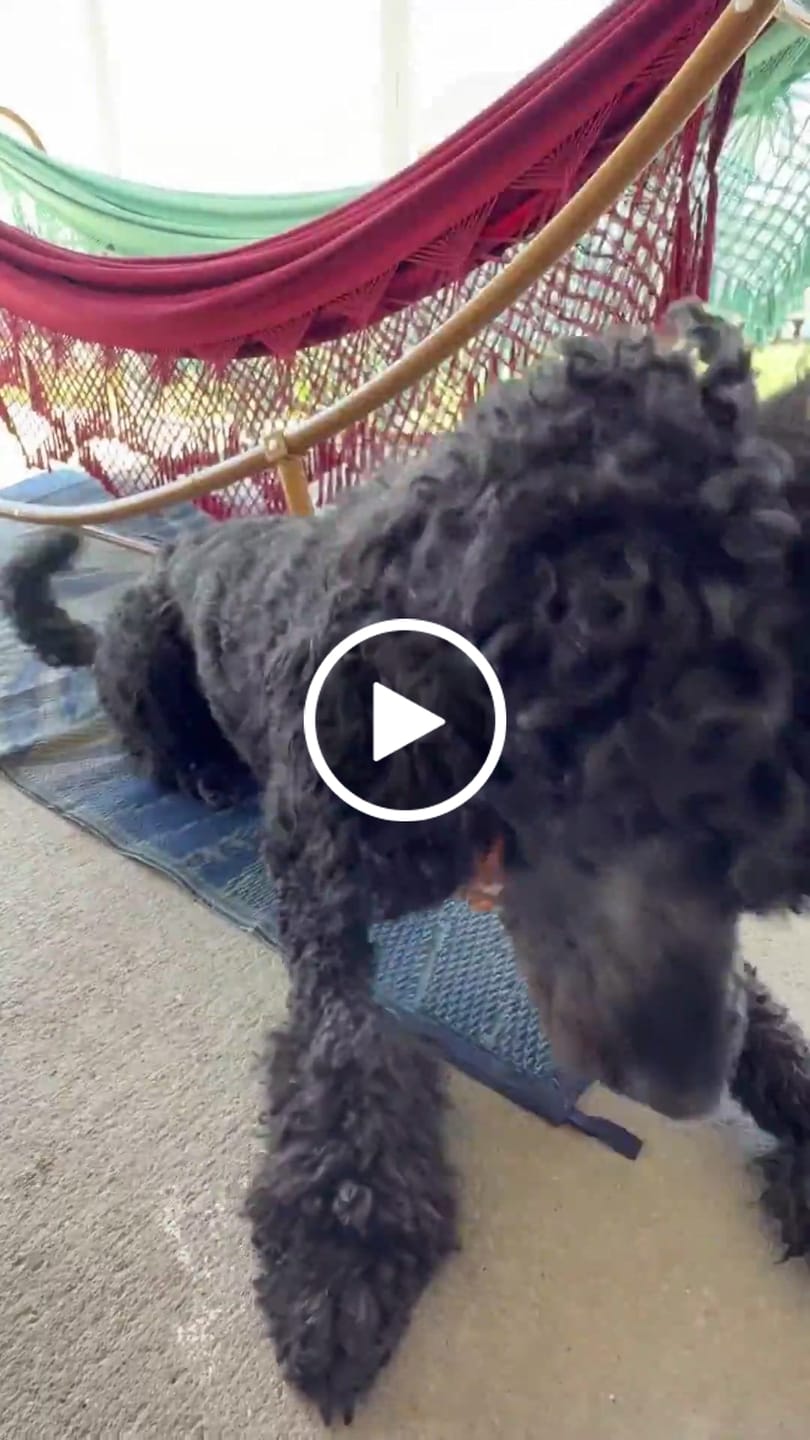 Customer video review of Probiotics for Dogs Digestive Health
