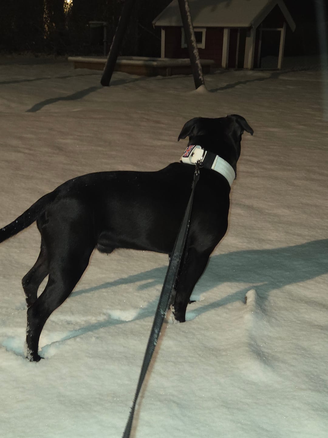 Customer photo review of Staffordshire Bull Terrier 1935® Nylon Collar - White