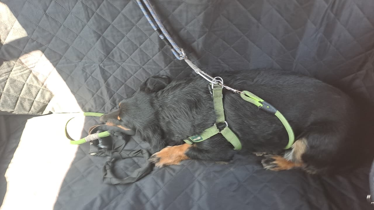 Customer photo review of Funda Impermeable THE DOGS — Auto limpio, perro seguro
