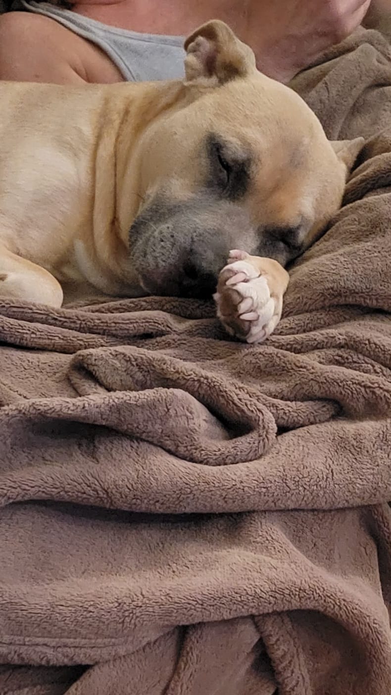 Customer photo review of KING KALM CBD 300mg - Large Pet Formula 45 to 65lbs