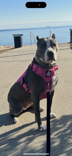 Customer photo review of No Pull Bully Proof Harness