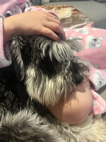 Customer photo review of Barktec Ultrasonic Bark Control Device 240° Pro