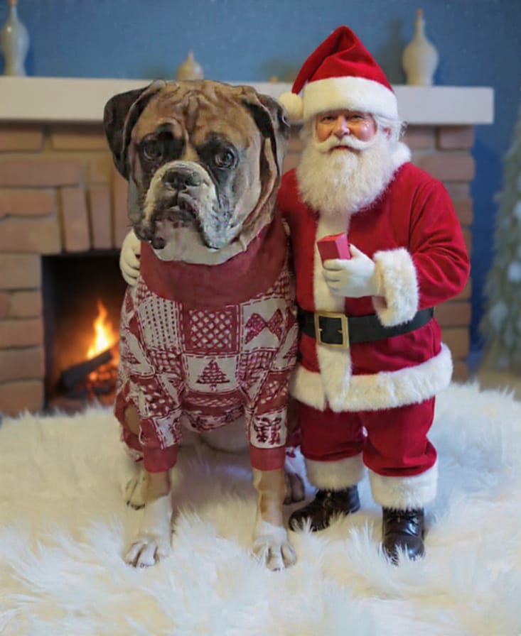Customer photo review of Dog Christmas Pajama - Festive Patchwork