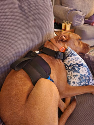 Customer photo review of No Pull Bully Proof Harness