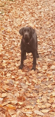 Customer photo review of Puppy Power