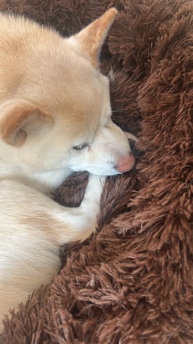 Customer photo review of Puppery Hundebett Wolke 7 - Das Original