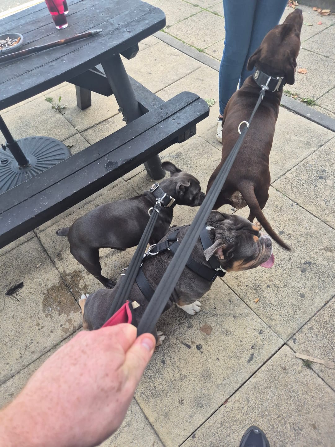 Customer photo review of Billowthane® Training Anti Pull TRI-Harness® | M-XL Breeds - Black