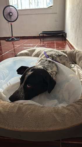 Customer photo review of Bravecto®