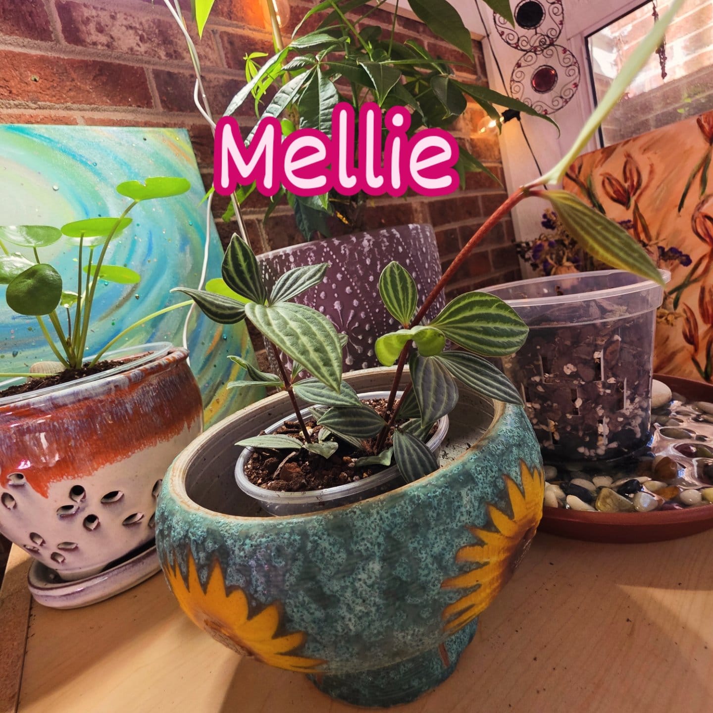Customer photo review of Peperomia tetragona "Parallel"