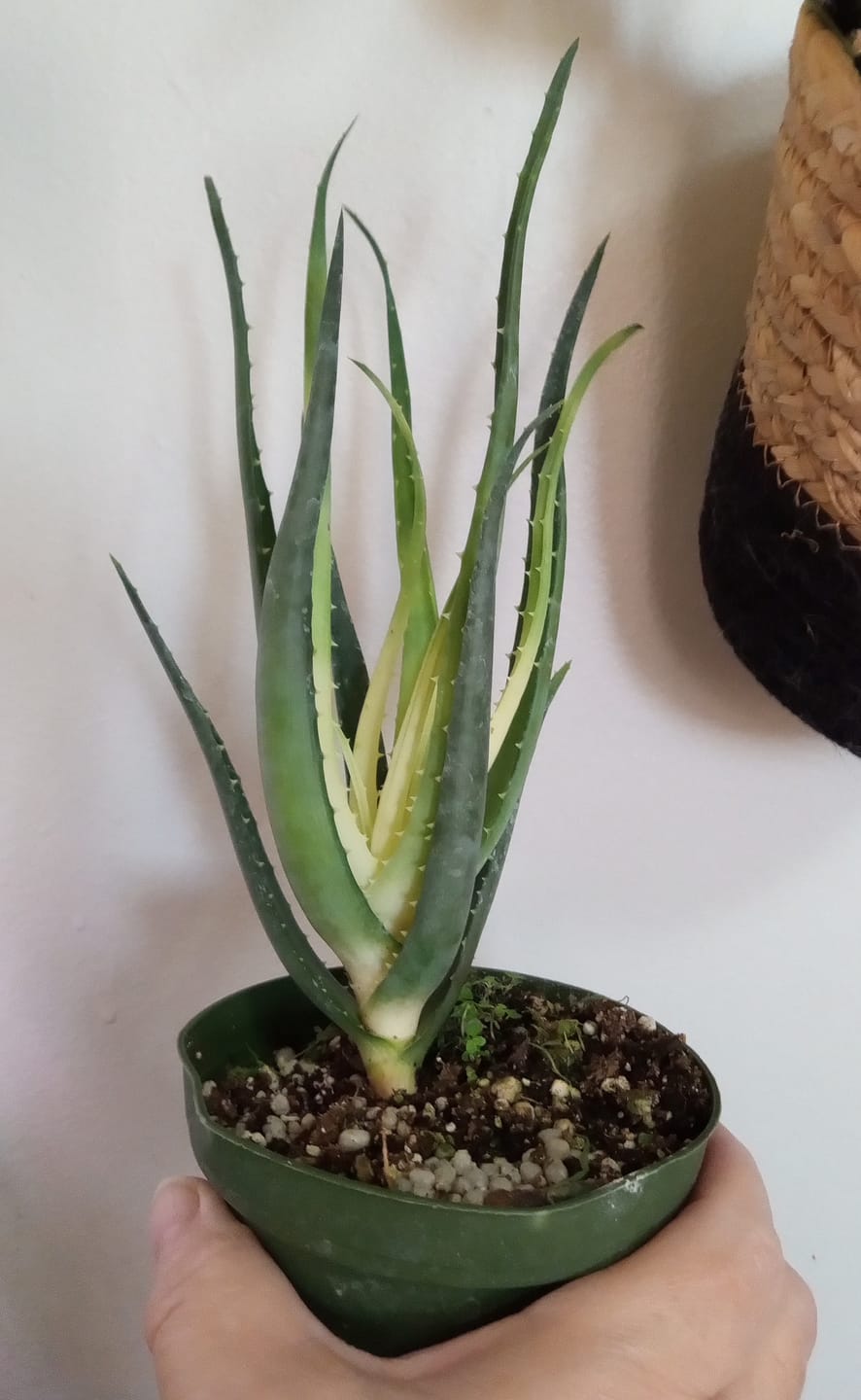 Customer photo review of Aloe ‘Solar Flare’