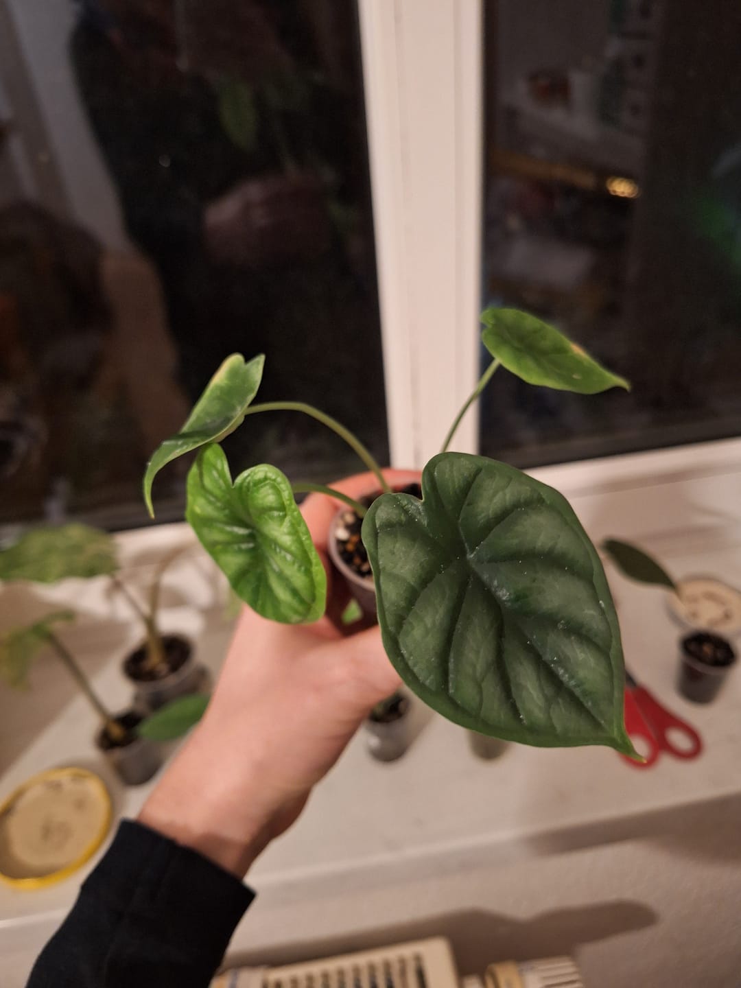 Customer photo review of ALOCASIA DRAGON SCALE