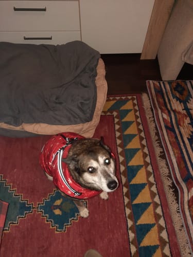 Customer photo review of Emmalove - Wasserdichter Hundemantel Extreme