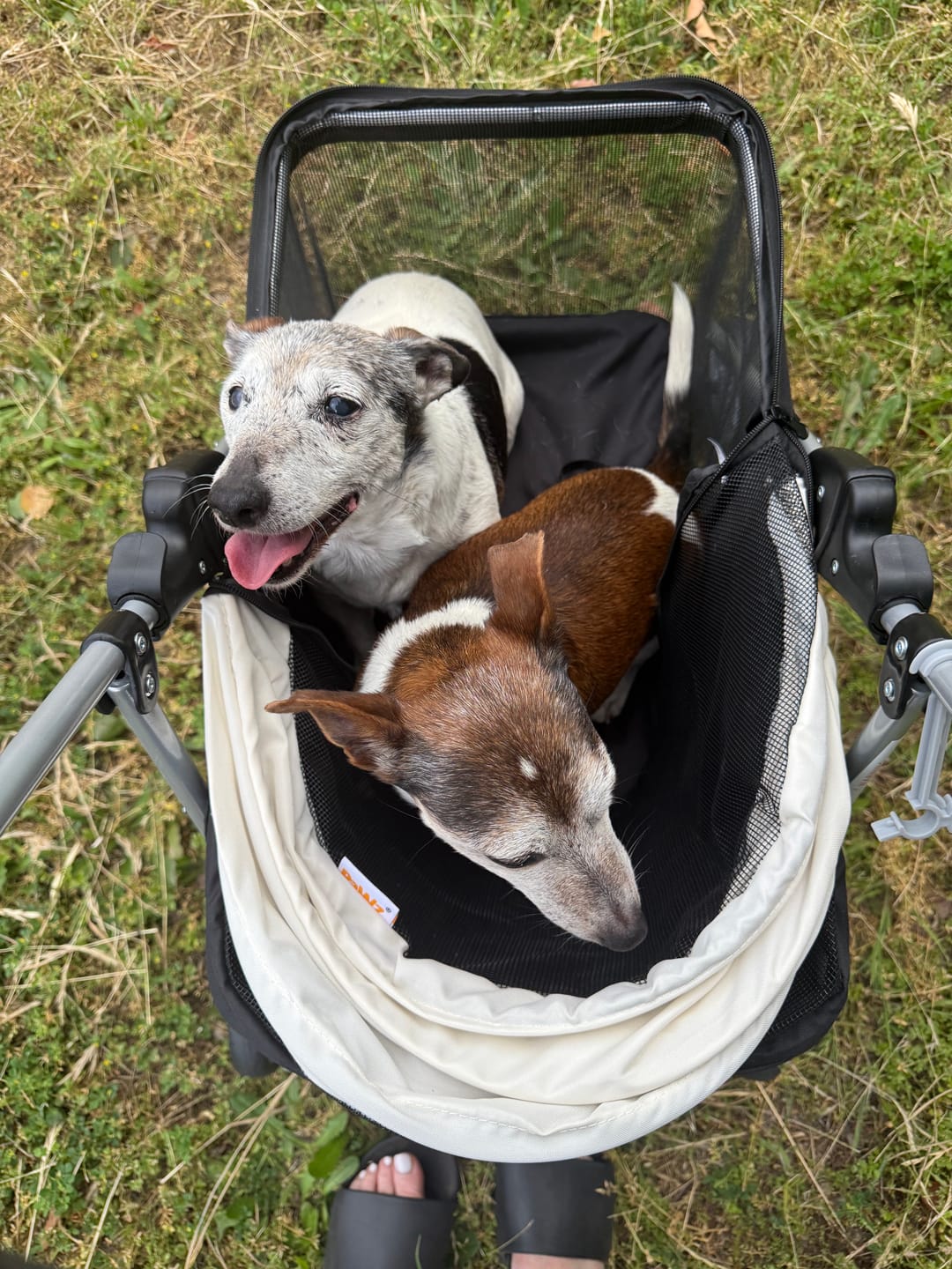 Customer photo review of Compact & Comfortable Pet Stroller