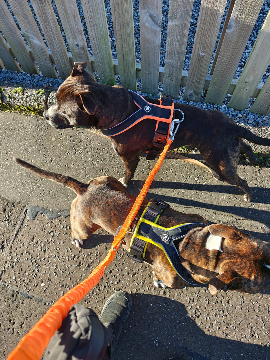 Customer photo review of Slip on Harness | Foam Padded - Black x Yellow