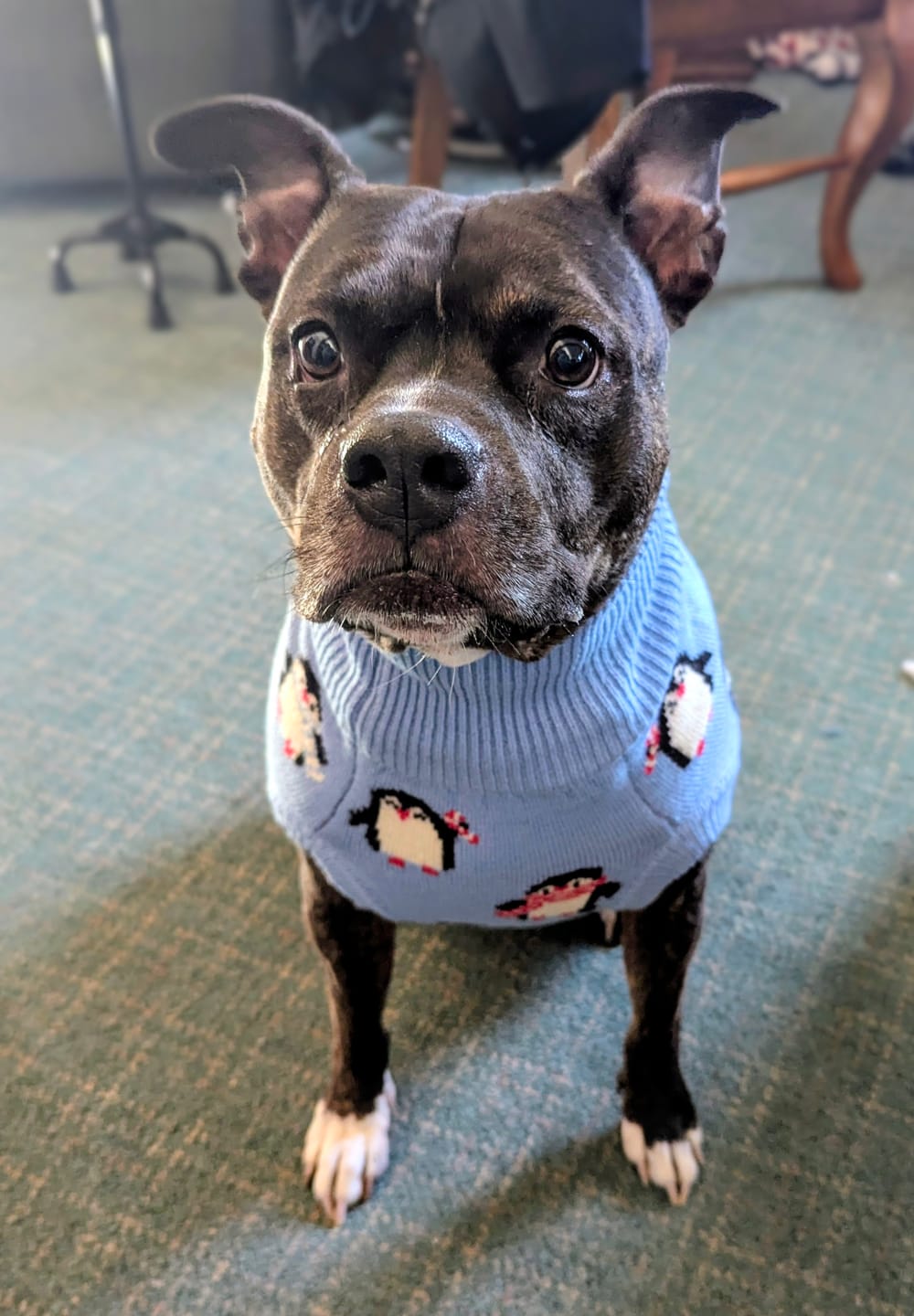 Customer photo review of Dog Sweater - Penguins