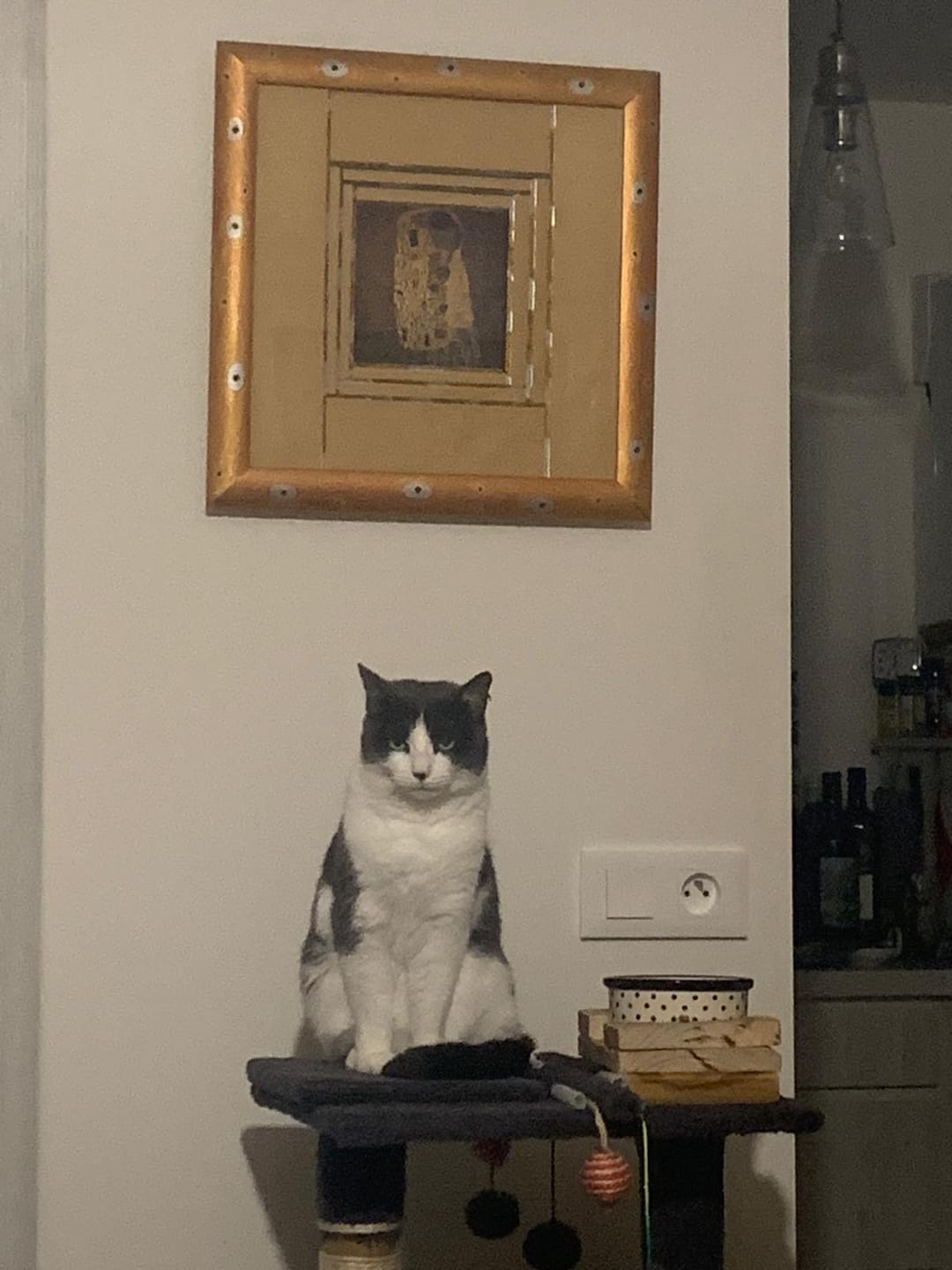 Customer photo review of Multipack d'effilés (Chat stérilisé et Chat adulte)