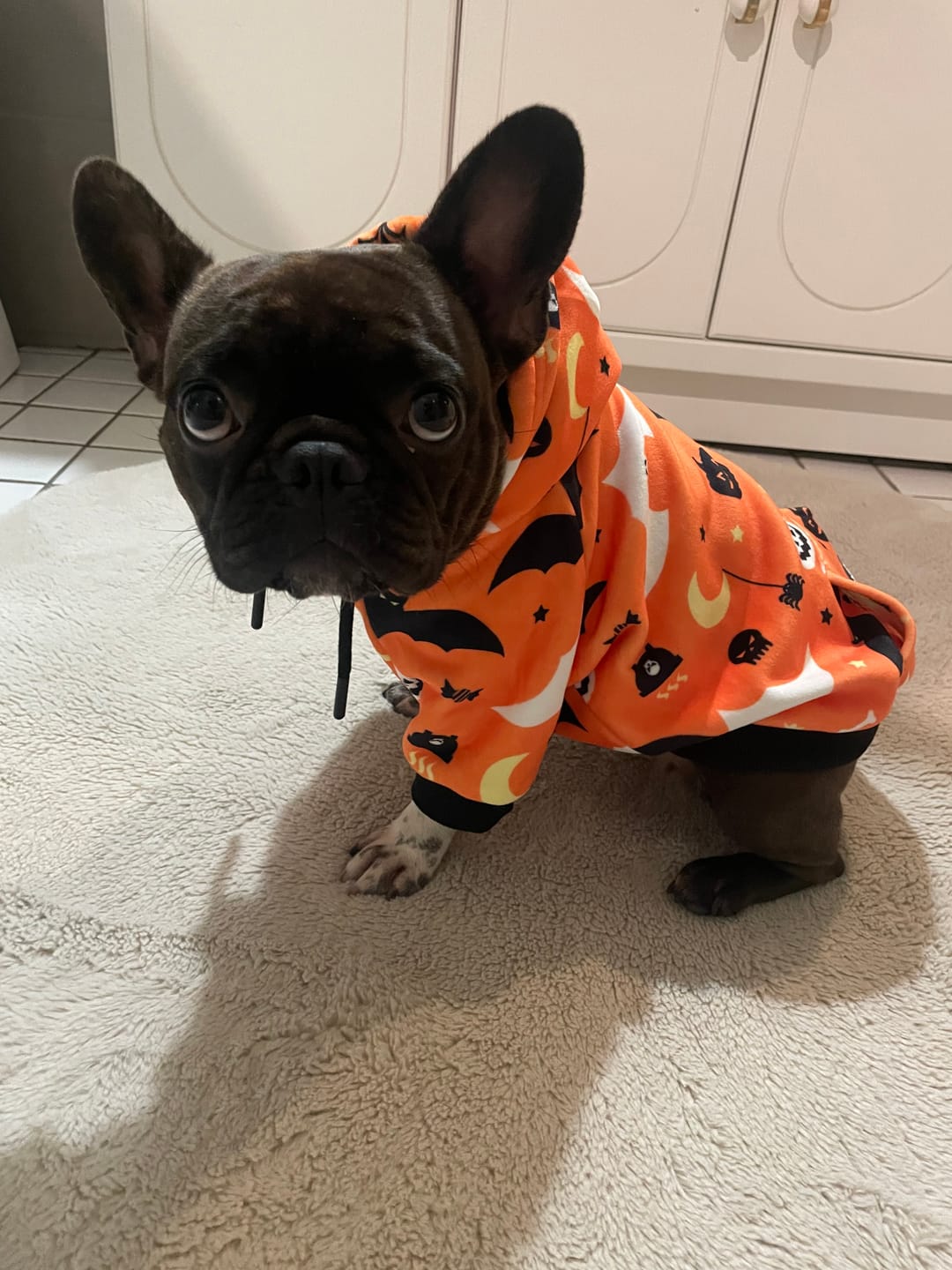 Customer photo review of Halloween Dog Hoodie - Orange