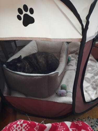 Customer photo review of Hordozható Kutya Kennel és Kisállat járóka