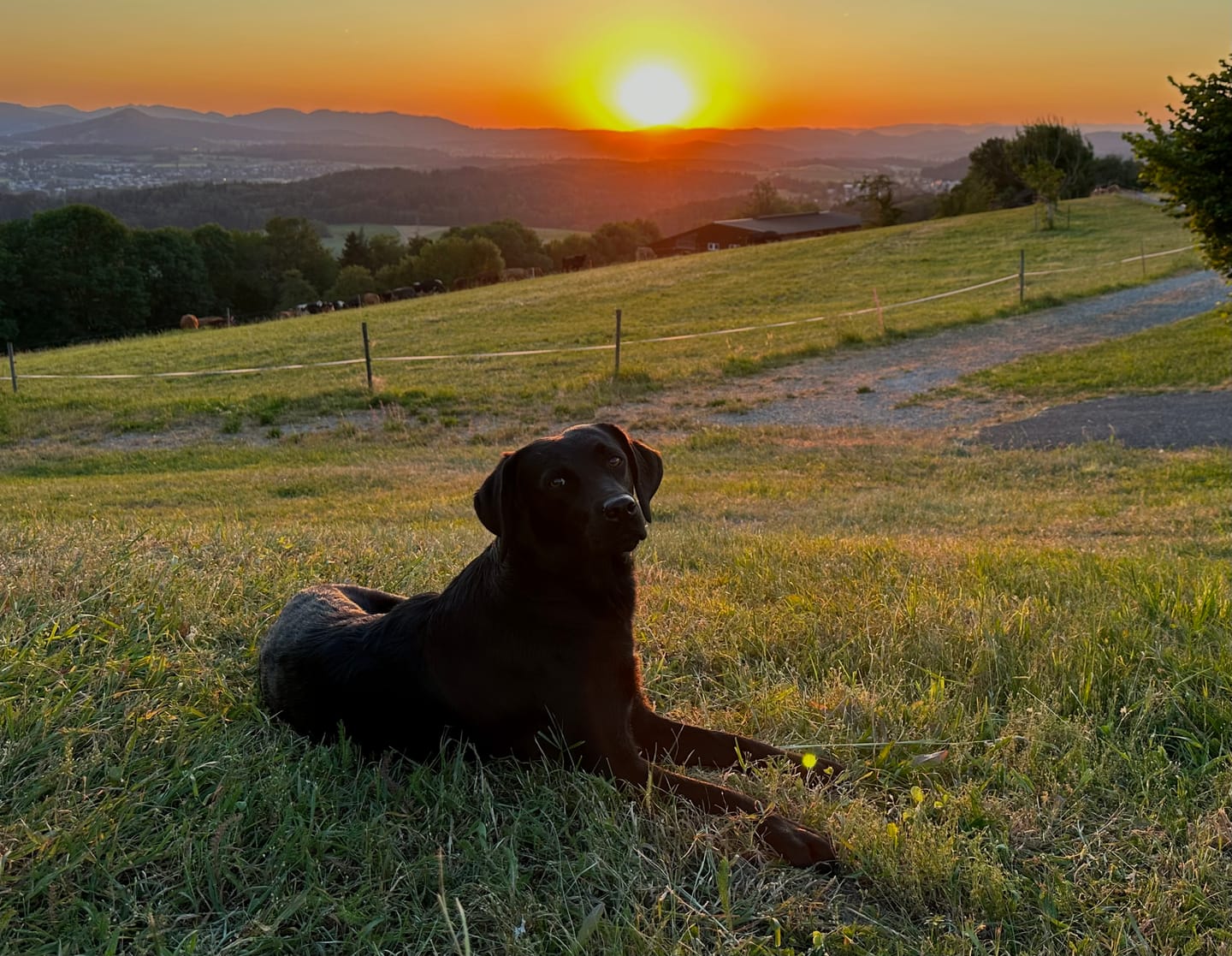 Customer photo review of DOG-ICE