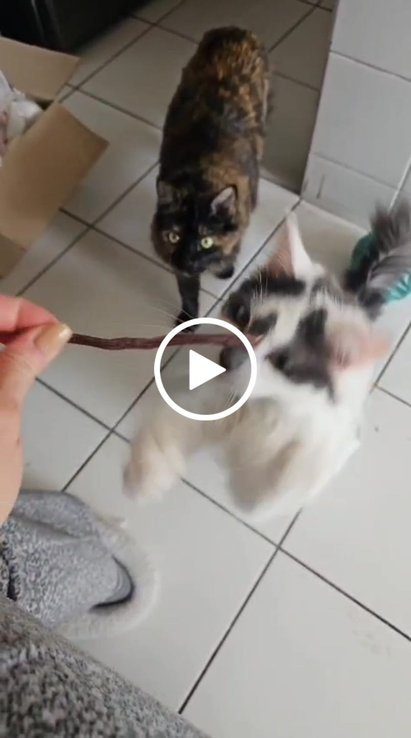 Customer video review of Lomo de cerdo