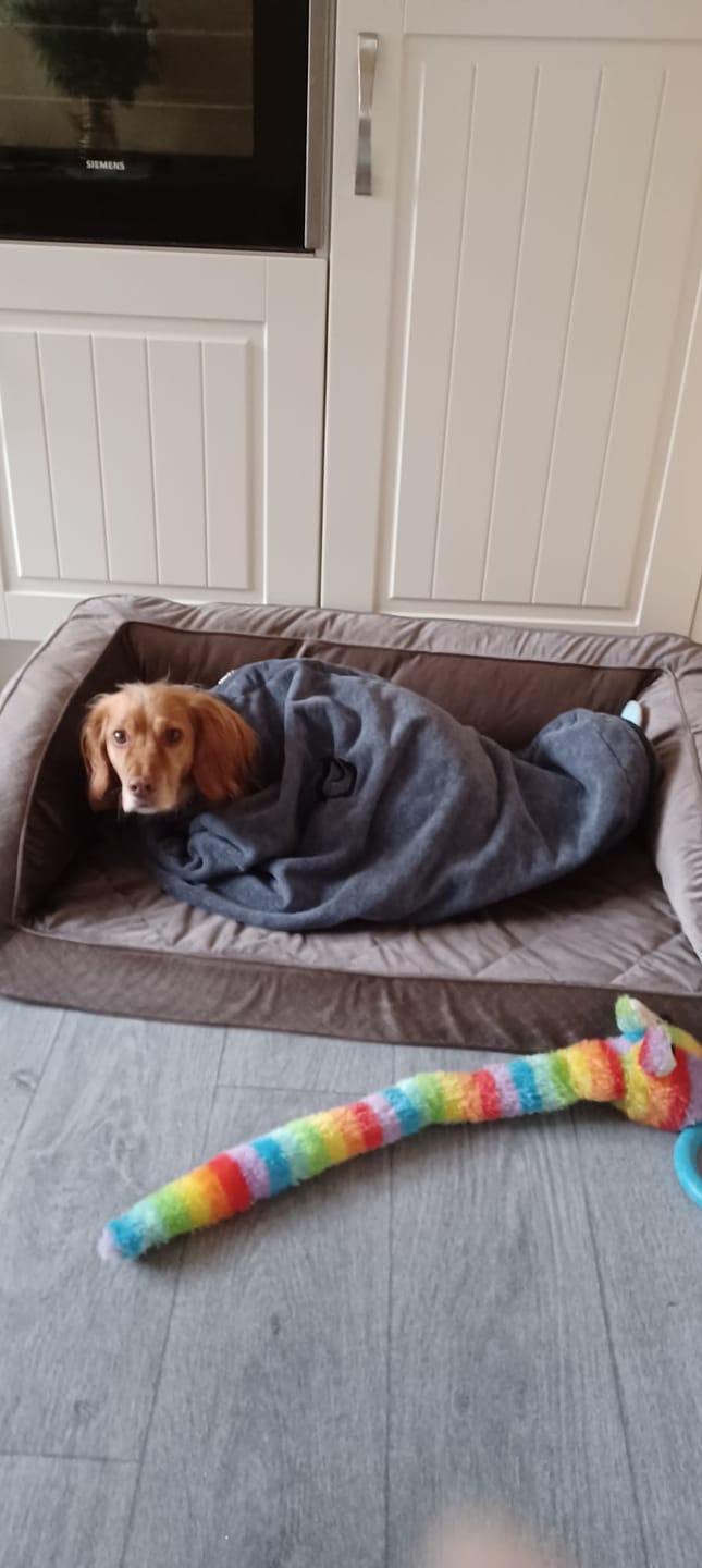 Customer photo review of Luxury Dog Drying Bag