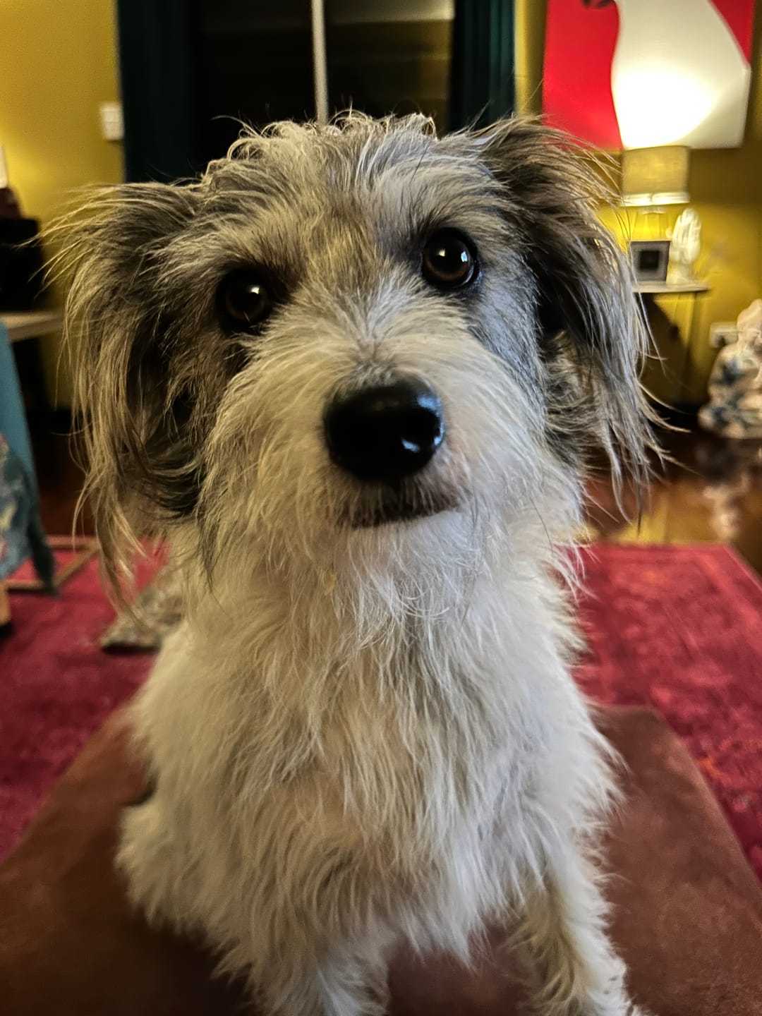 Customer photo review of Bugsy's Air-Dried Kangaroo