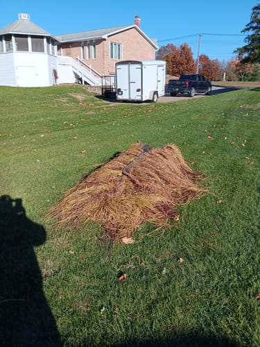Customer photo review of Hunting Blind Raffia Grass (Individual)
