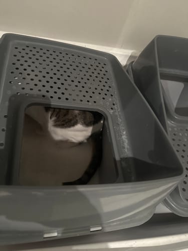 Customer photo review of Fit Litter