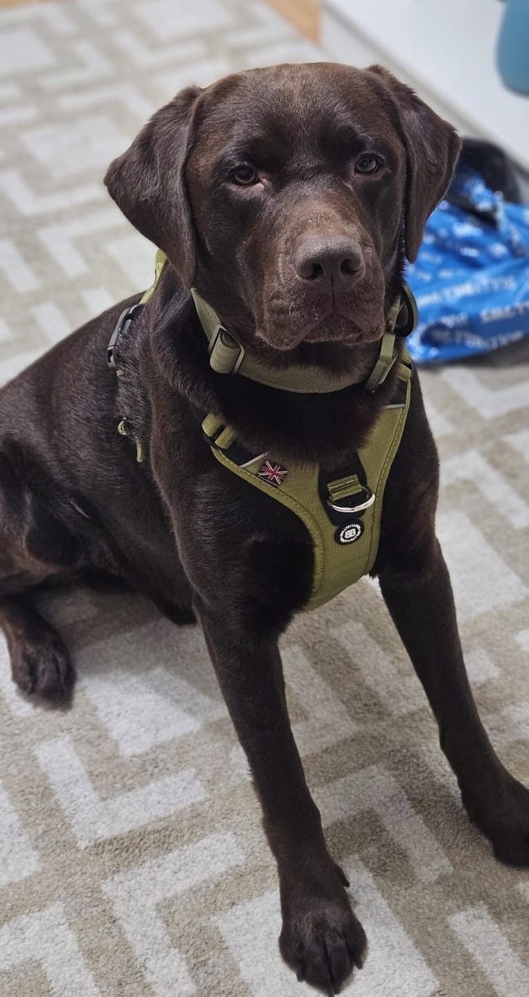 Customer photo review of 4cm LIGHTER Combat® Collar | With Handle Rated Clip - Khaki x Khaki