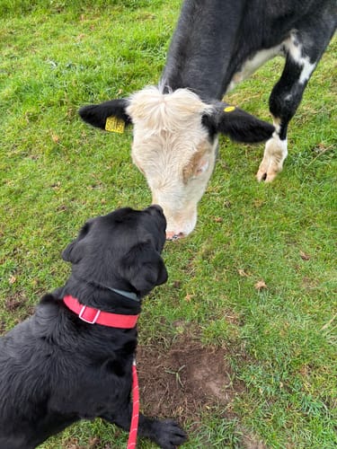 Customer photo review of Symply Fresh Chicken Large Breed Dog Food