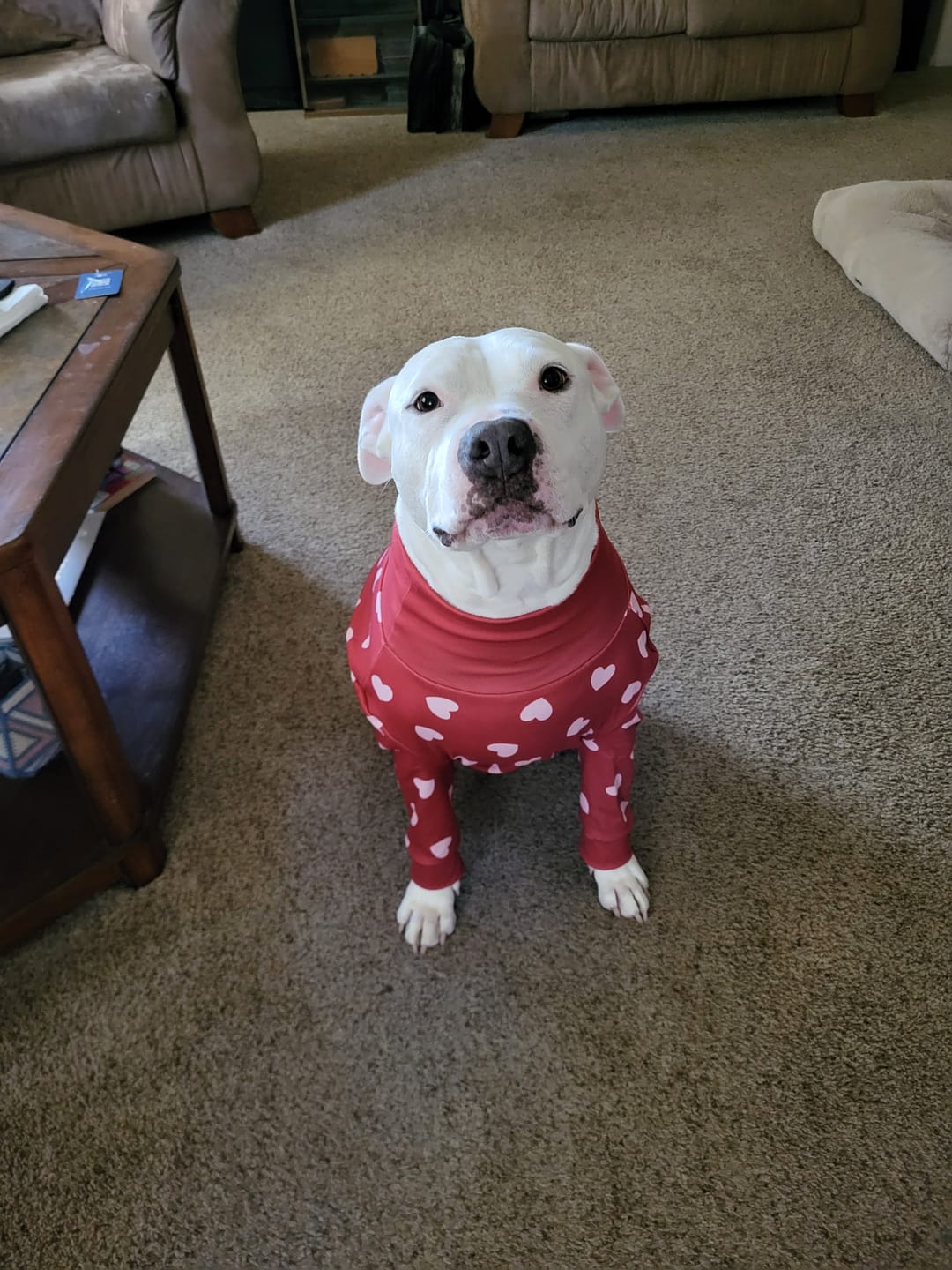 Customer photo review of Dog Pajama - Red Hearts