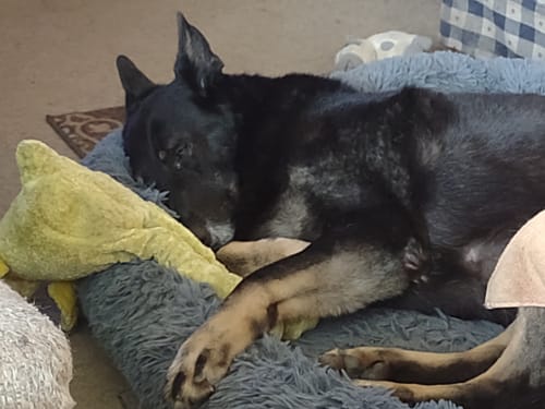 Customer photo review of Petsmont Buddy Guard BOGO + FREE Dream Bubbles