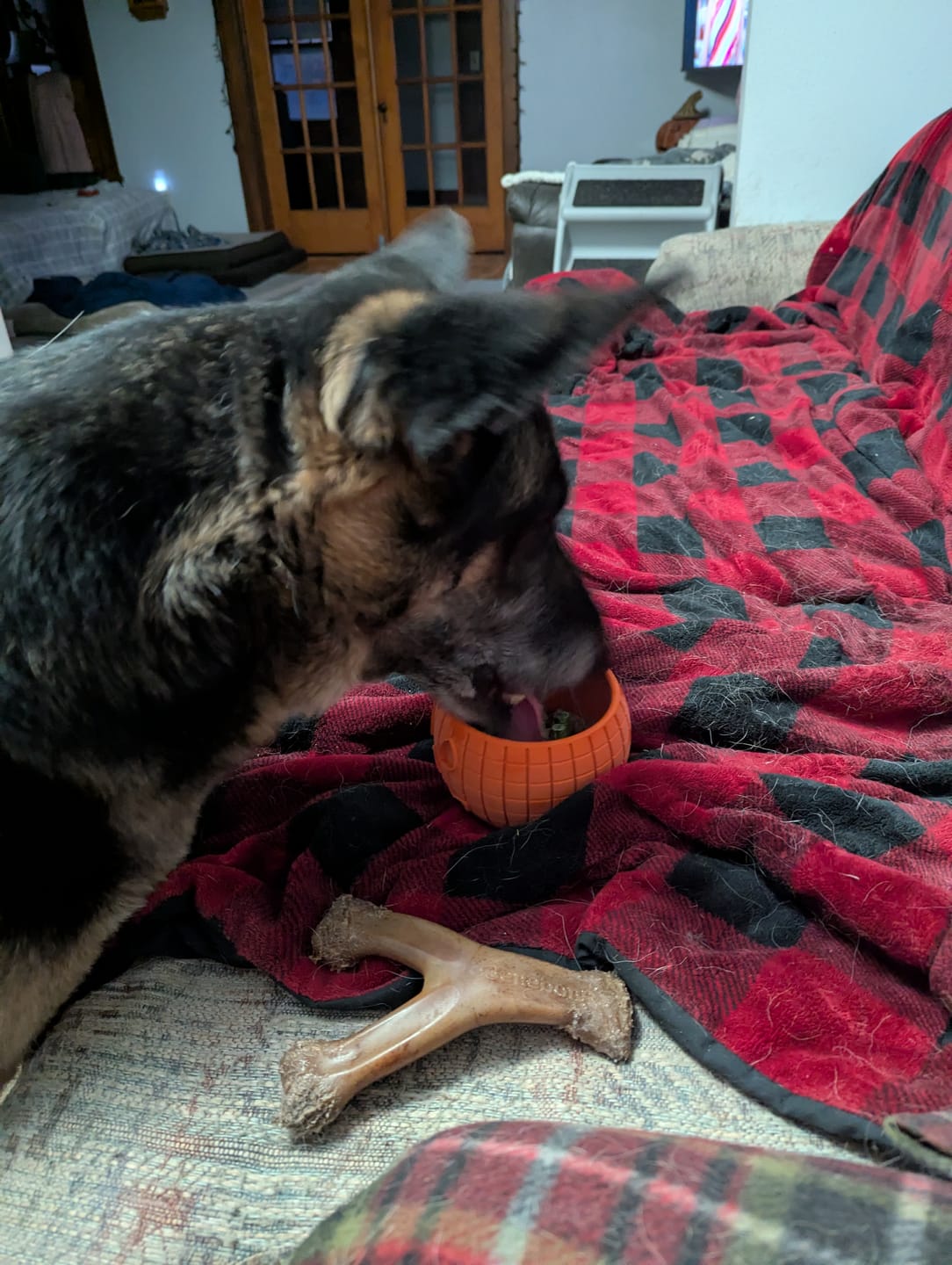 Customer photo review of FreezPumpkin Limited Halloween Edition Dog Toy
