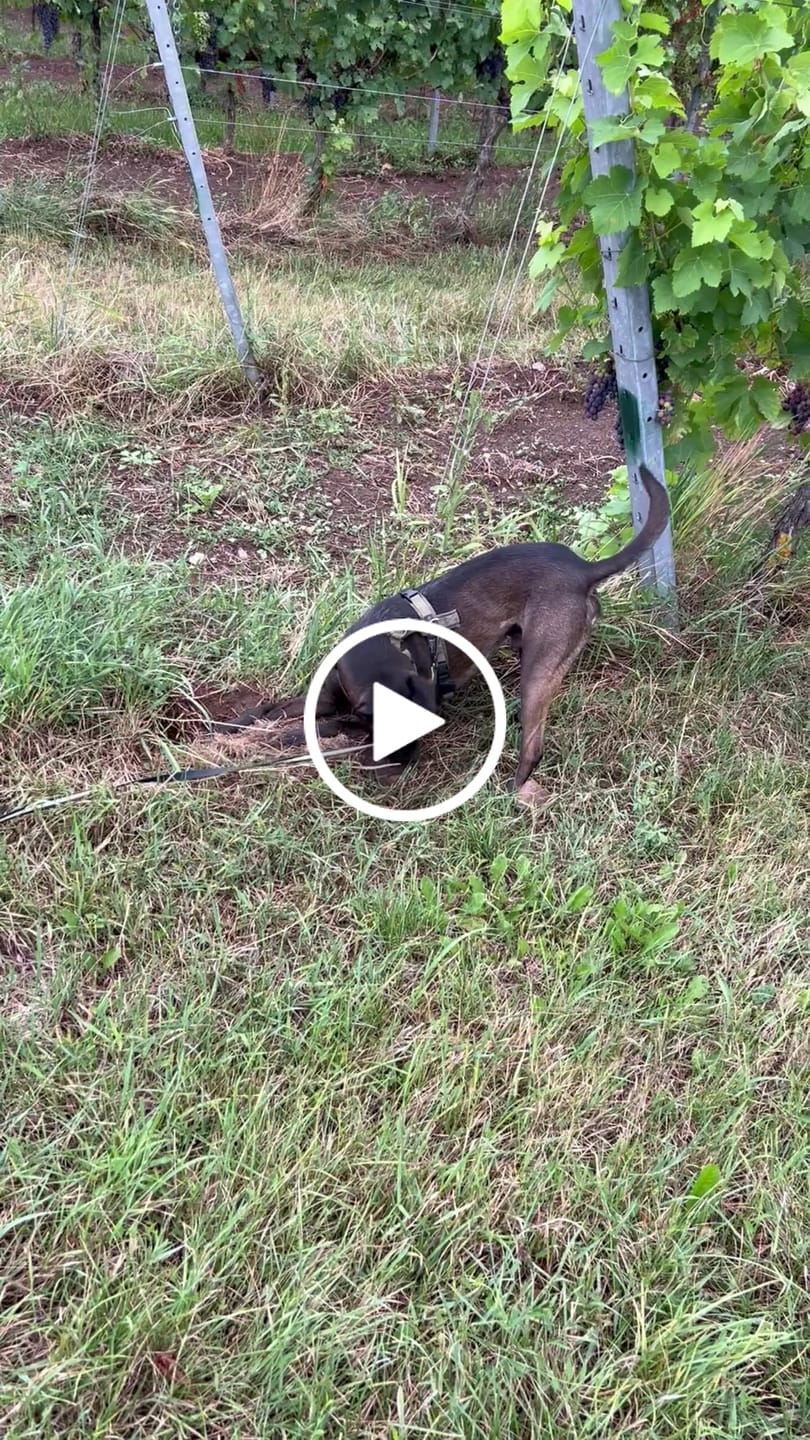 Customer video review of Allergietest Pro Hund