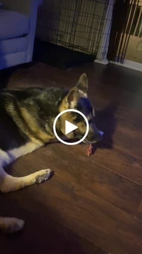 Customer photo review of 6 Inch Thick Braided Bully Stick