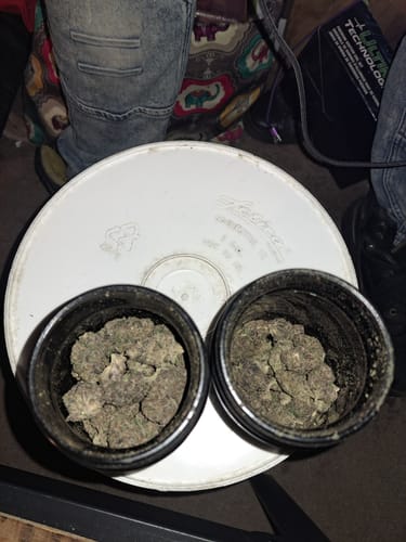 Customer photo review of Gold Spectrum THCA Flower - Exotic Quality Strain of the Month
