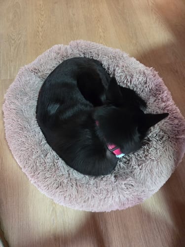 Customer photo review of Puppery Hundebett Wolke 7 - Das Original