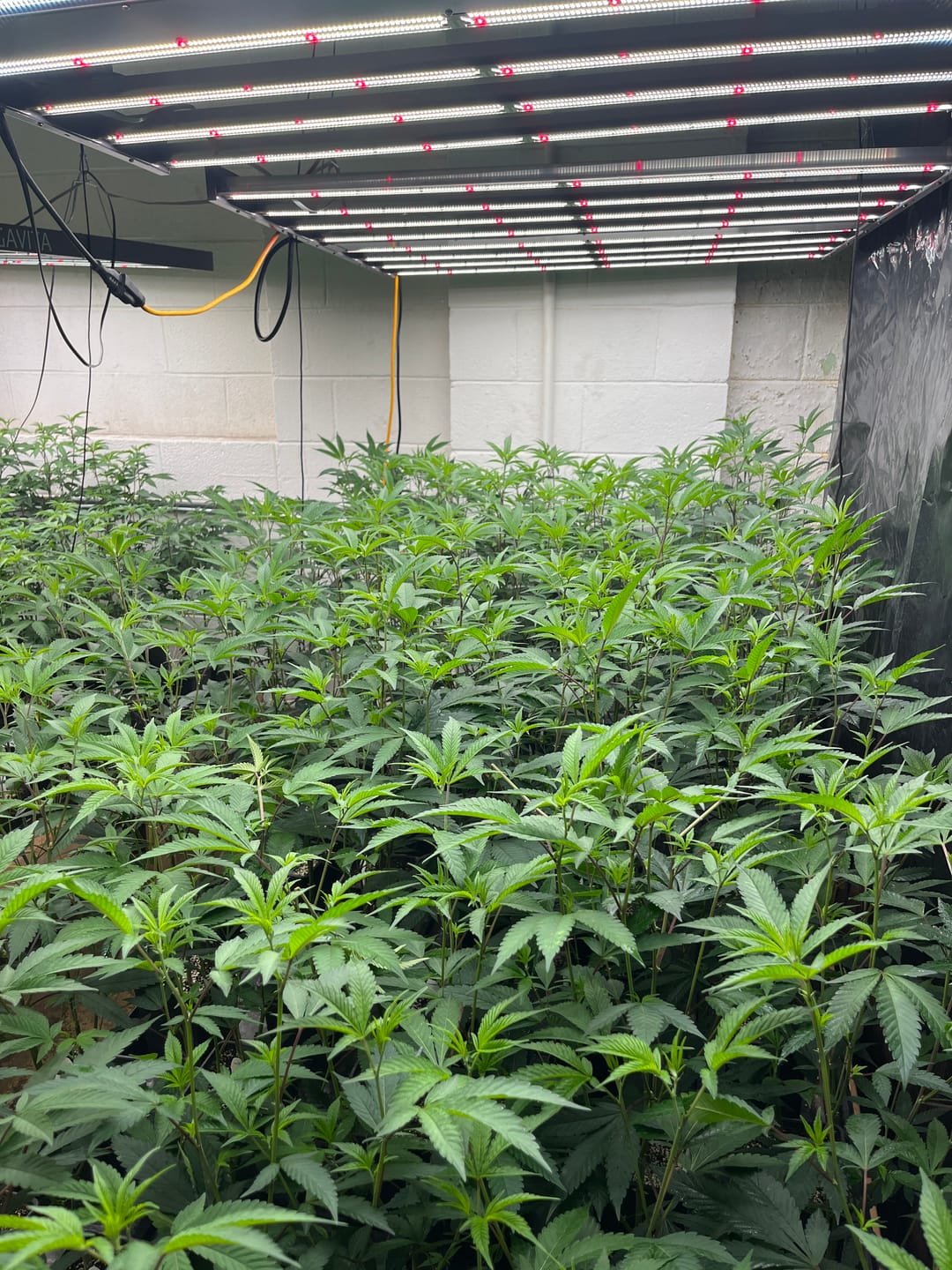 Customer photo review of Endzyme Pods