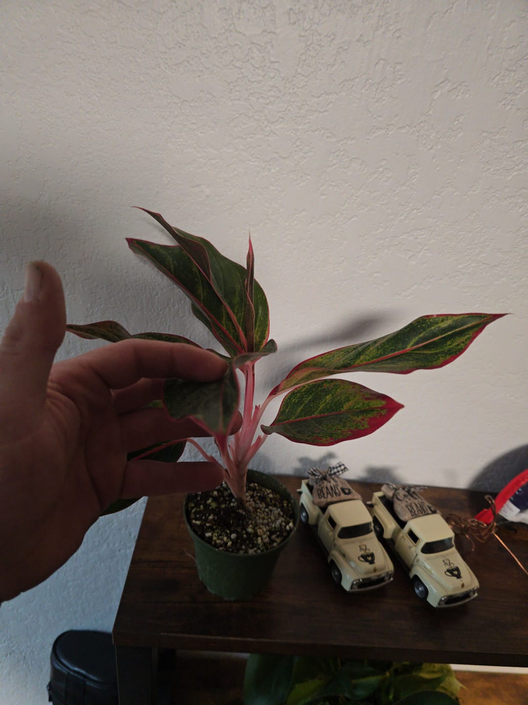 Customer photo review of Aglaonema 'Jasper Jones'