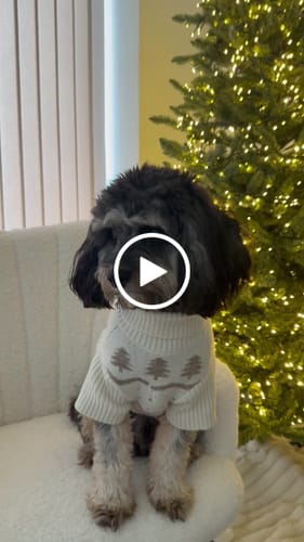 Customer video review of Winter Trees | The Capsule Roll Neck Knit