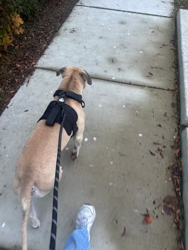 Customer photo review of No Pull Bully Proof Harness