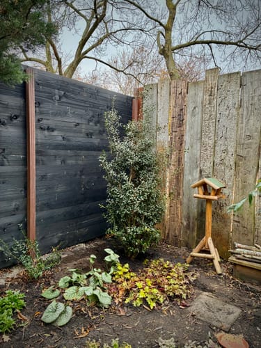 Customer photo review of Wintergroene Schijnhulst - Osmanthus burkwoodii